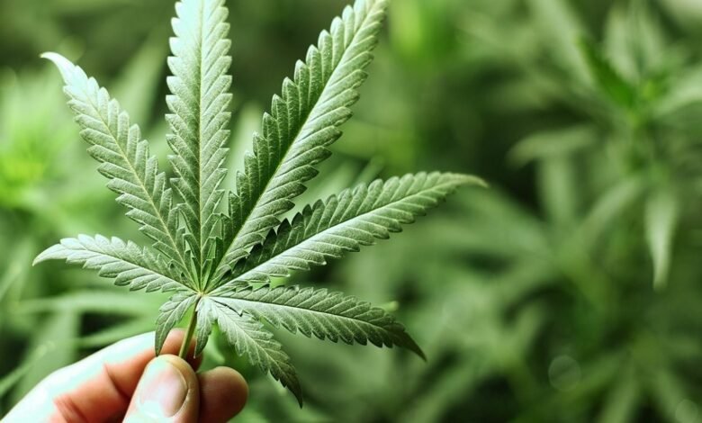 مشروع القانون 13.21 المتعلق بالاستعمالات المشروعة للقنب الهندي (تجميل)